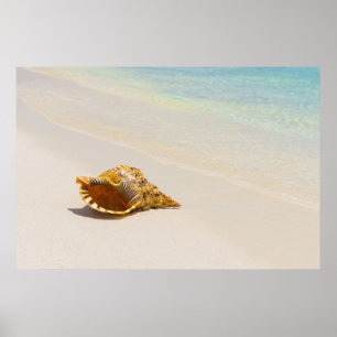 Poster Coquille De Conche Sur La Plage 3