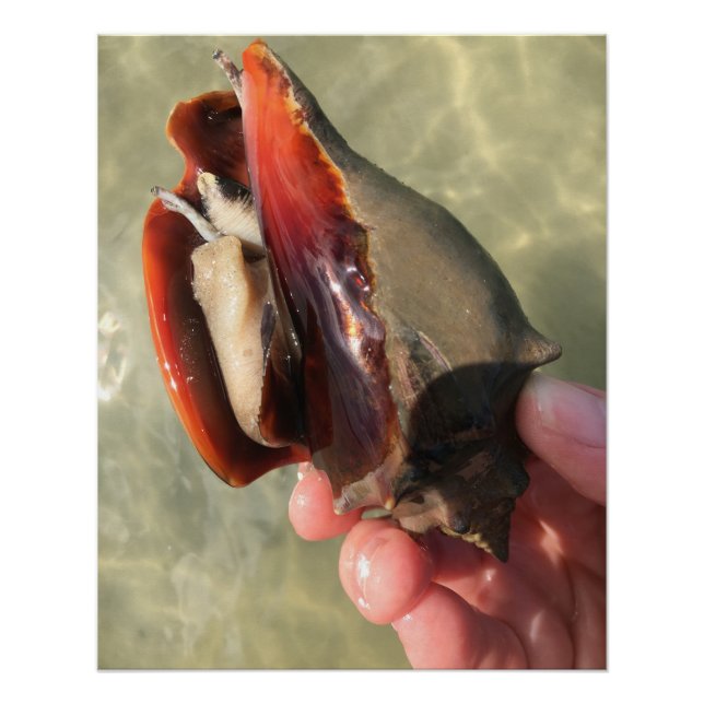 Poster Coquille de conque de combat vivante (Devant)
