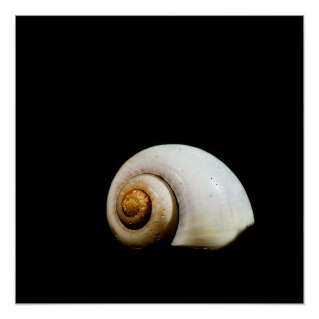 Poster Coquille de lune (Devant)