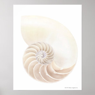 Poster Coquille de Nautilus, gros plan