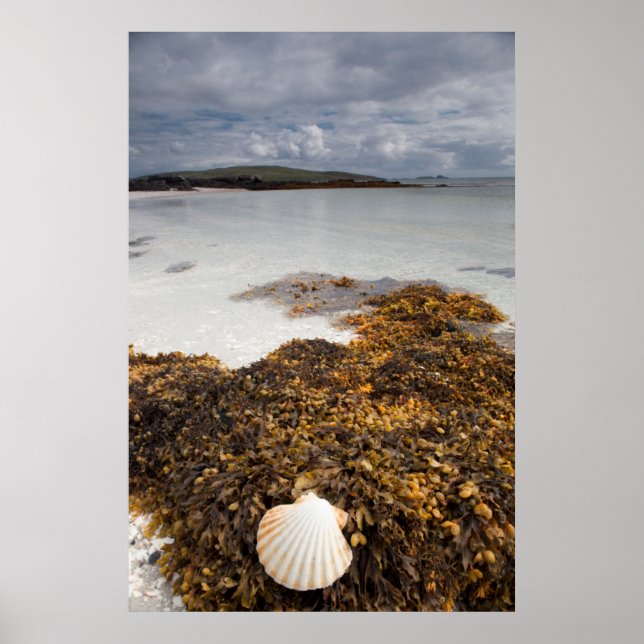 Poster Coquille Et Algues | Île De Barra, Ecosse (Devant)