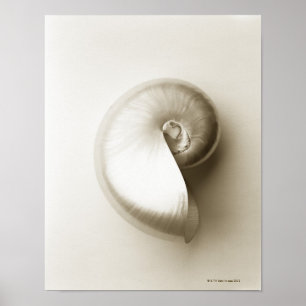 Poster Coquille Pearlised 2 de mer de nautilus