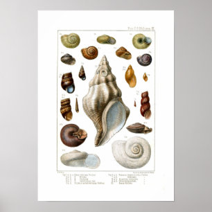 Poster Coquilles