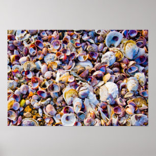 Poster Coquilles de mer par le bord de mer