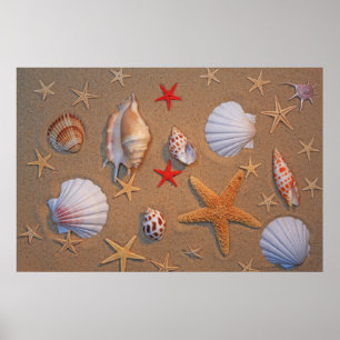 Poster Coquilles et étoiles de mer de mer disposées sur