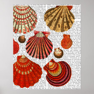 Poster Coquilles rouges de palourde