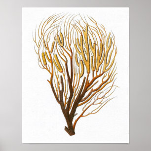 Poster Corail marin n° 7 Antique Histoire naturelle Impri