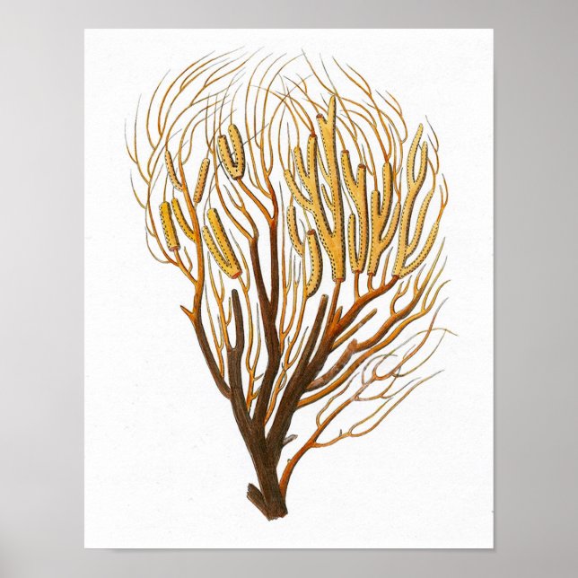 Poster Corail marin n° 7 Antique Histoire naturelle Impri (Devant)
