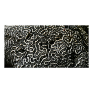 Poster Corail noir et blanc II Abstrait Nature Photo