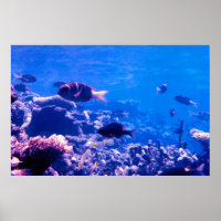 Poster Coral Reef