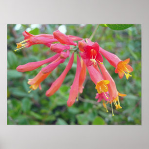 Poster Coral Trumpet Honeysucké cadeaux photo