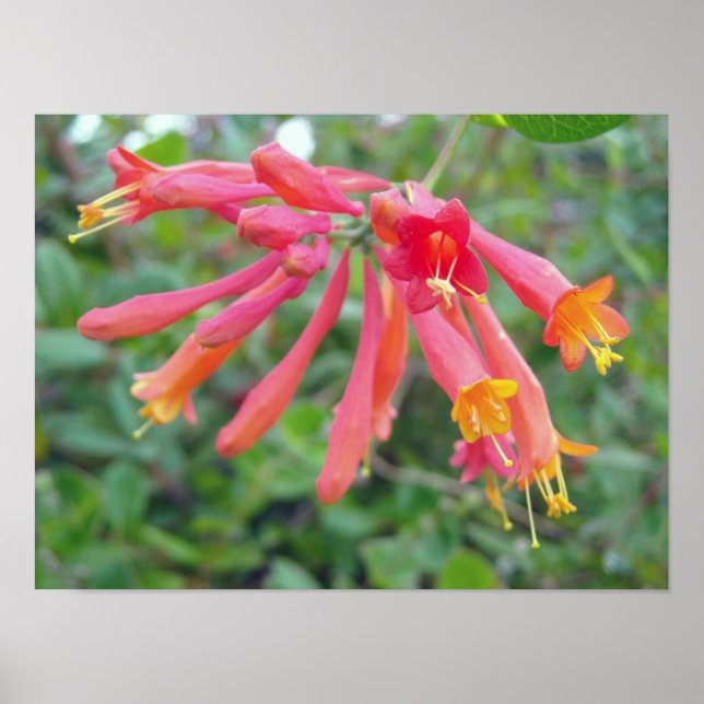 Poster Coral Trumpet Honeysucké cadeaux photo (Devant)