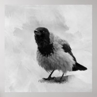 Corbeau à capuchon