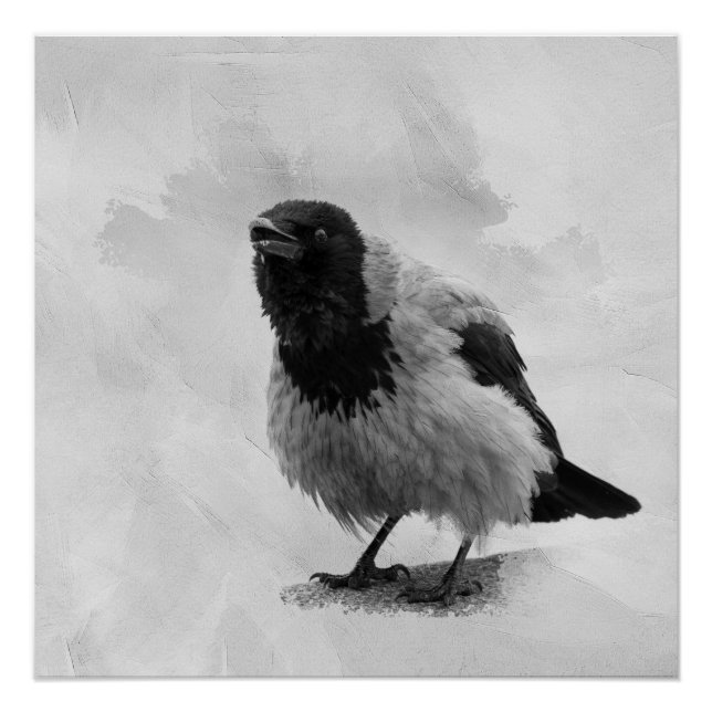 Poster Corbeau à capuchon (Devant)