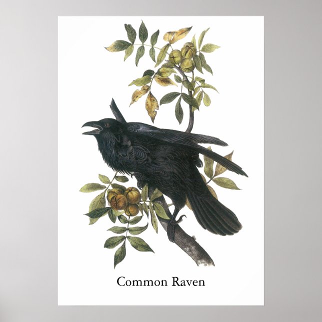 Poster Corbeau commun, John audubon (Devant)