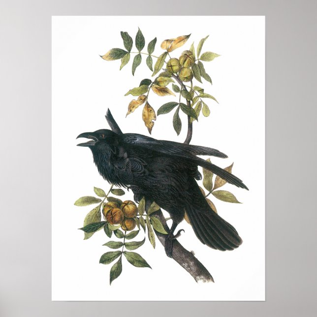 Poster Corbeau commun par Audubon (Devant)