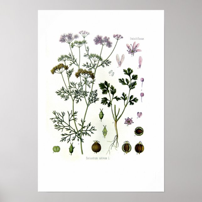 Poster Coriandrum sativum (Devant)