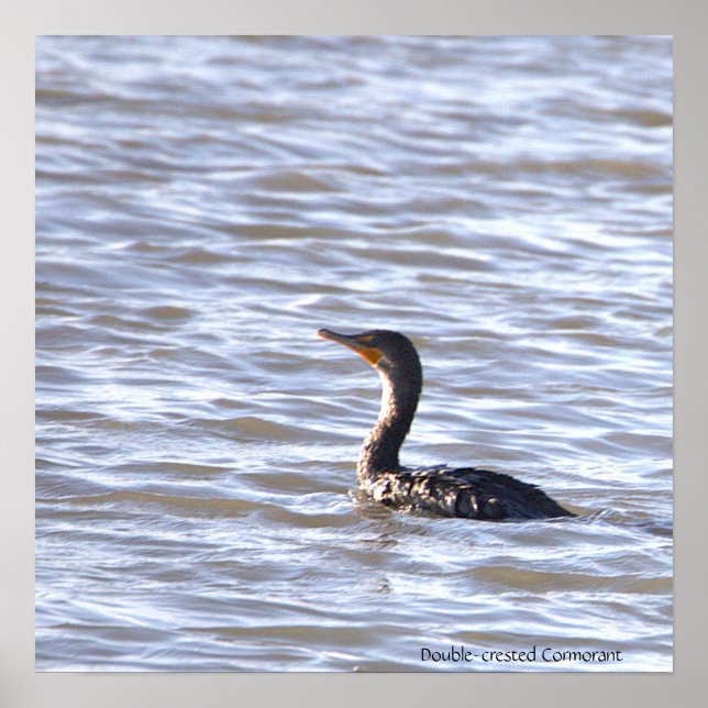 Poster Cormorant à double crête (Devant)