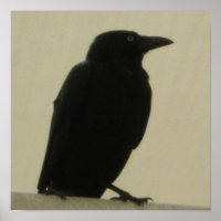 Corneille noire