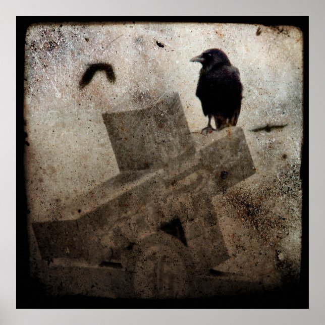 Poster Corneille solitaire (Devant)