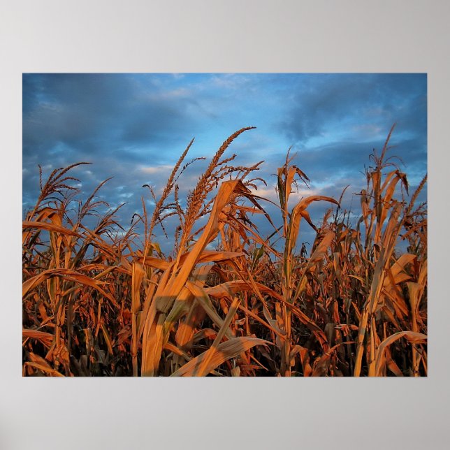 Poster Cornfield (Devant)