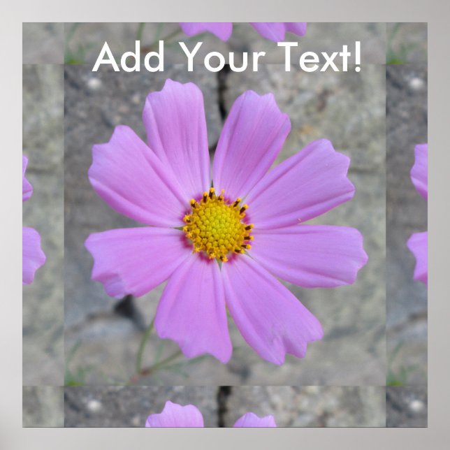 Poster Cosmos Purple Flower (Devant)