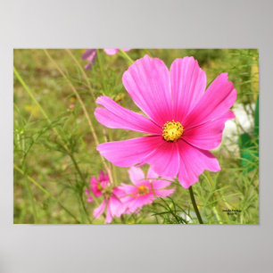 Poster Cosmos rose