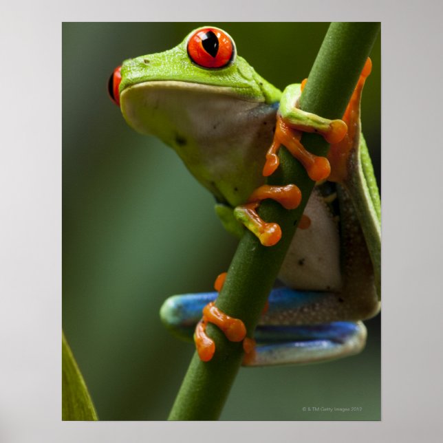 Poster Costa Rica, Monteverde, Grenouille des arbres roug (Devant)