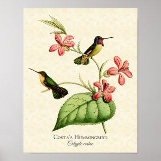 Poster Costa's Hummingbird Art Print