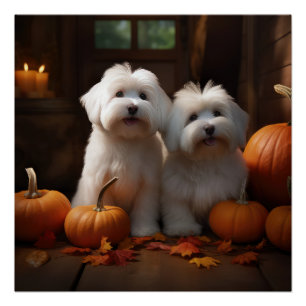 Poster Coton De Tulear Chiot Automne Citrouille délice