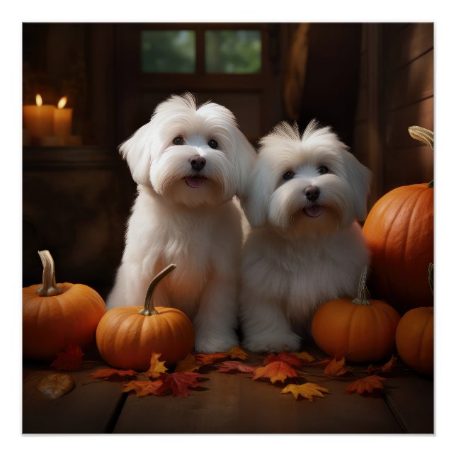 Poster Coton De Tulear Chiot Automne Citrouille délice (Devant)