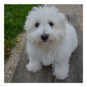 Poster coton de tulear sur banc