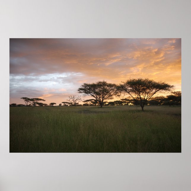 Poster Coucher de soleil du Serengeti (Devant)