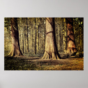 Poster Coucher de soleil en forêt