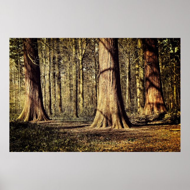 Poster Coucher de soleil en forêt (Devant)