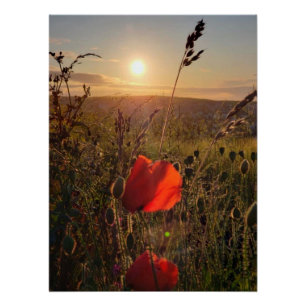 Poster Coucher de soleil sur des pavots rouges dans le ch