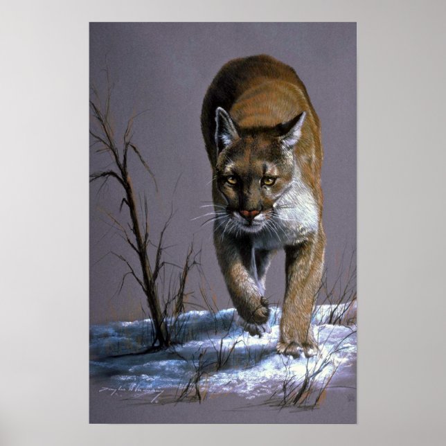 Poster Cougar (Devant)