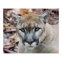 Cougar, lion de montagne, panthère de Floride, Pum