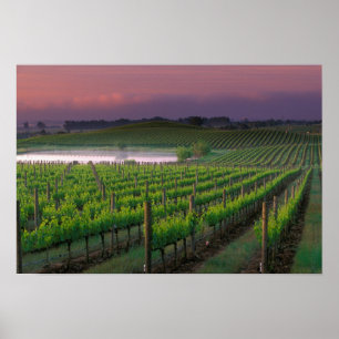 Poster Couleur du lever de soleil dans le brouillard éloi