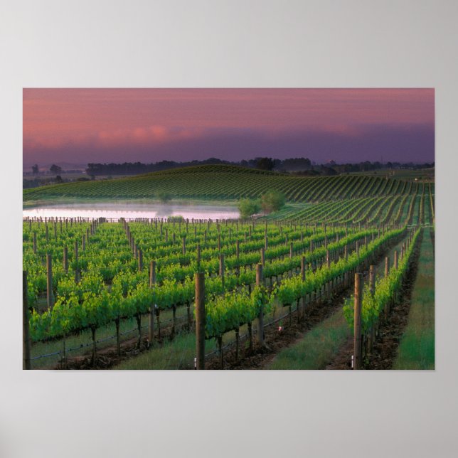 Poster Couleur du soleil dans le brouillard lointain derr (Devant)