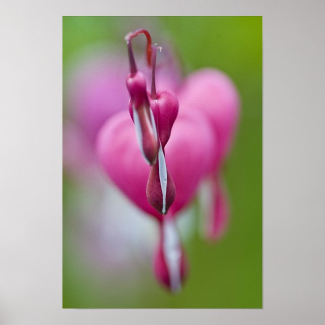 Poster Couleur et forme dramatiques du cœur saignant (Devant)