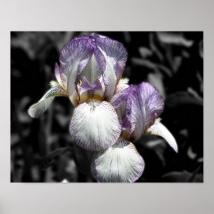 Poster Couleur partielle de la paire de fleur Iris