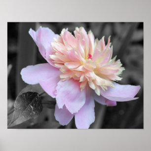 Poster Couleur partielle rose de pivoine