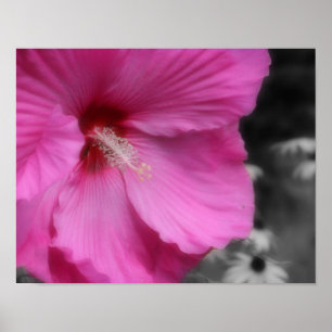 Poster Couleur partielle rose Hibiscus