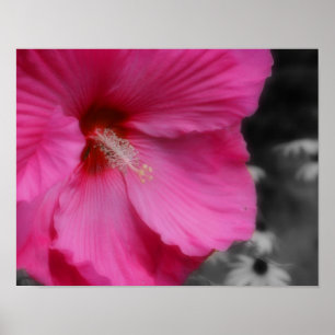 Poster Couleur partielle vif rose Hibiscus
