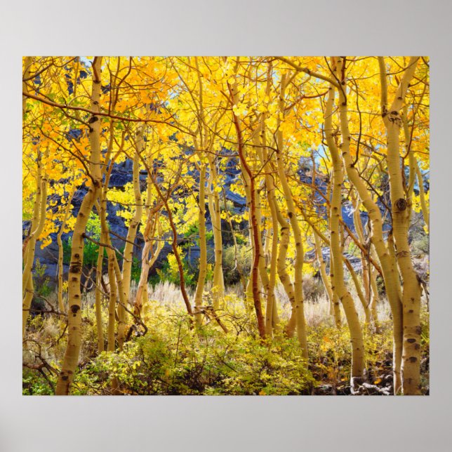 Poster Couleurs automnales des arbres d'Aspen 3 (Devant)