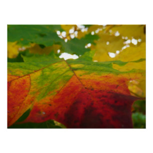 Poster Couleurs de la feuille d'érable Photographie de la