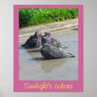 Poster - Couleurs de soleil