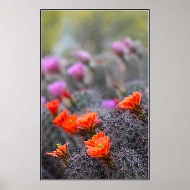 Poster Couleurs du désert (Devant)