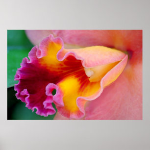 Poster Couleurs orchidées
